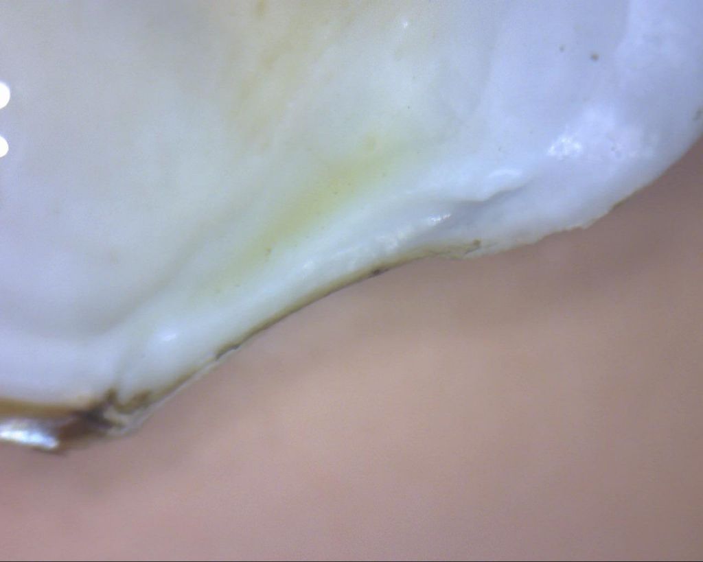 Bivalve per identificare